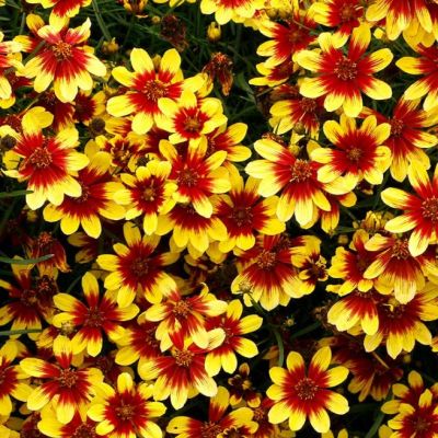 Кореопсис Лайтинг Бук , C2 Кореопсис Лайтинг Бук , C2 фото