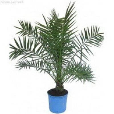 Финик канарский Луксор Финик канарский Луксор фото