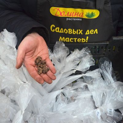 Анемона Бланда Микс Анемона Бланда Микс фото