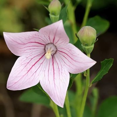 Платикодон Пинк Платикодон Пинк фото