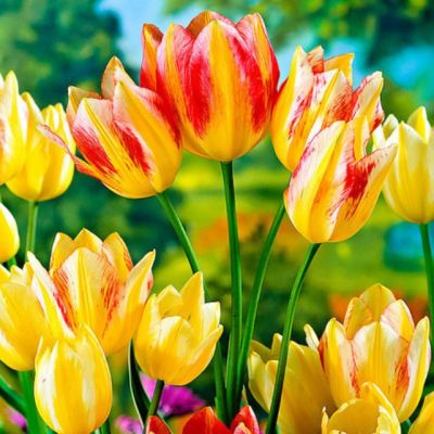 Микс Многоцветковых Тюльпанов Микс Многоцветковых Тюльпанов фото