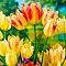 Микс Многоцветковых Тюльпанов Микс Многоцветковых Тюльпанов фото