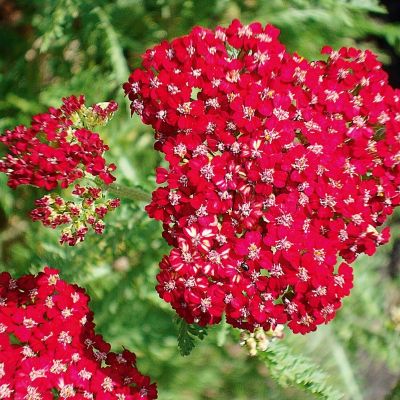 Тысячелистник Ред Вельвет Тысячелистник Ред Вельвет - Dolina-Sad.Ru