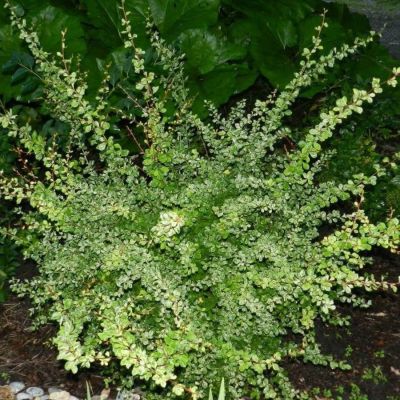 Барбарис Тунберга Келлерис, С3 Барбарис Тунберга Келлерис, С3 - Dolina-Sad.Ru