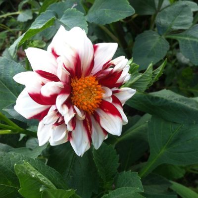 Георгина Файер энд Айс - Dolina-Sad.Ru