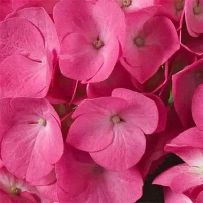 Гортензия крупнолистная Джип Пинк - Dolina-Sad.Ru