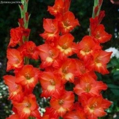 Гладиолус Никита(6 шт) Гладиолус Никита(6 шт) фото