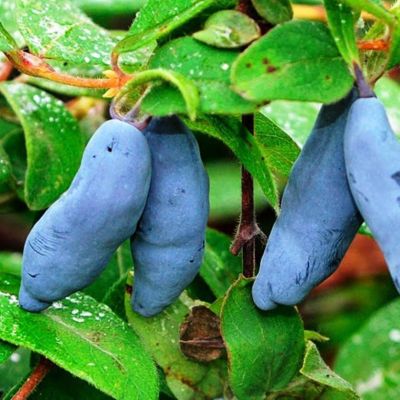 Жимолость Восторг (саженец 2 года) - Dolina-Sad.Ru