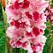 Гладиолус Дрими Крими - Dolina-Sad.Ru