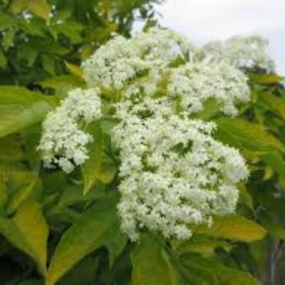 Бузина чёрная Ауреа, С3 - Dolina-Sad.Ru