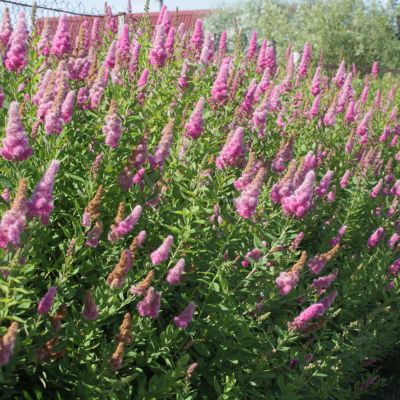 Спирея Дуглас Спирея Дуглас - Dolina-Sad.Ru