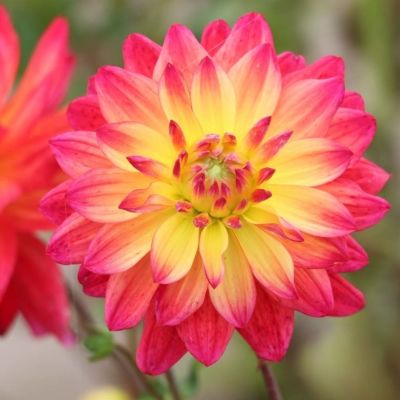 Георгина Рэйтбол Силинс Георгина Рэйтбол Силинс - Dolina-Sad.Ru