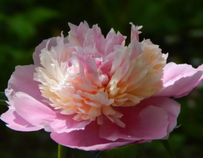 Пион Сорбет Пион Сорбет фото