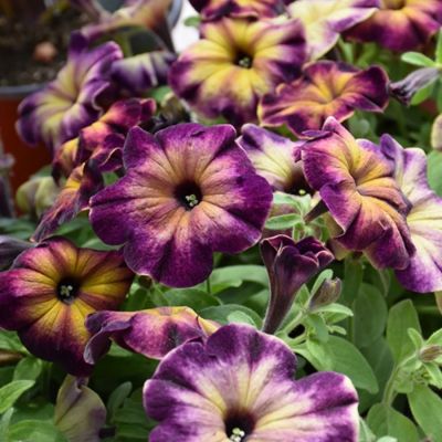 Петуния Крейзитаня Мунстрак - Dolina-Sad.Ru