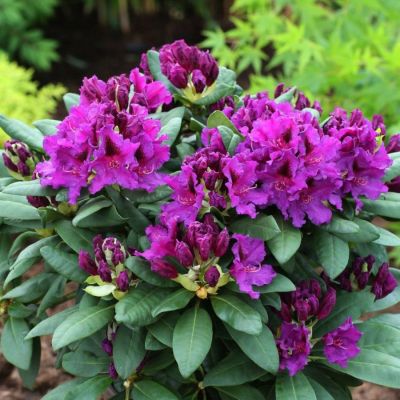 Рододендрон Азурро - Dolina-Sad.Ru