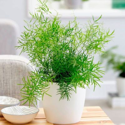 Аспарагус Шпренгера фото