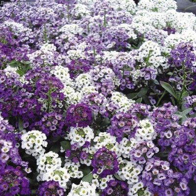 Алиссум Маленький мук Алиссум Маленький мук фото