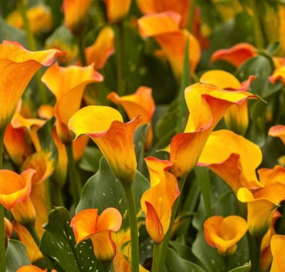 Калла МАНГО фото