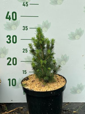 Ель канадская Дейзи Уайт, С3 Ель канадская Дейзи Уайт, С3 - Dolina-Sad.Ru