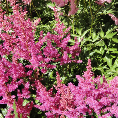 Астильба китайская Вероника Клоз Астильба китайская Вероника Клоз фото