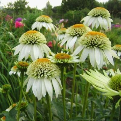 Эхинацея Милкшейк , Эхинацея Милкшейк , фото
