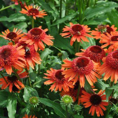 Эхинацея Каррот Кейк Эхинацея Каррот Кейк - Dolina-Sad.Ru