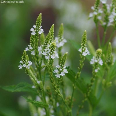 Вербена копьевидная Вайт Спайрс - Dolina-Sad.Ru