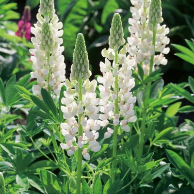 Люпин Вайт Шайдес Люпин Вайт Шайдес - Dolina-Sad.Ru