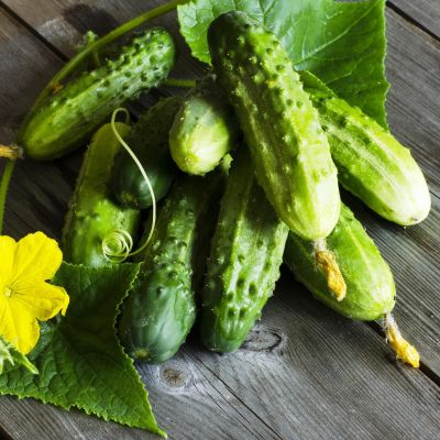 Огурец Хуторок F1 Огурец Хуторок F1 фото