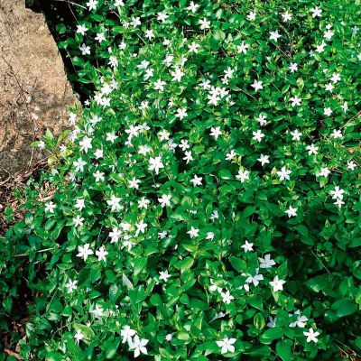 Барвинок малый Альба Барвинок малый Альба - Dolina-Sad.Ru