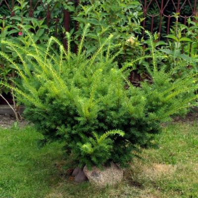 Тисс средний Фармен Тисс средний Фармен фото