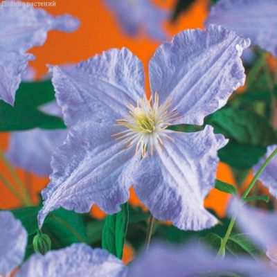 Клематис Голубой Ангел Клематис Голубой Ангел фото