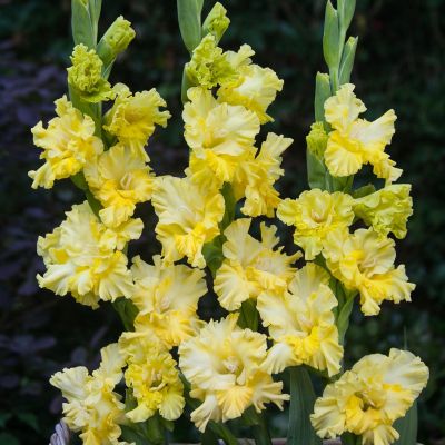 Гладиолус Лемон Фризл Гладиолус Лемон Фризл - Dolina-Sad.Ru