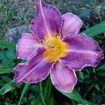 Лилейник Блю Шин Лилейник Блю Шин фото