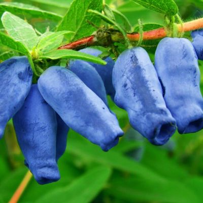 Жимолость Томичка Жимолость Томичка фото