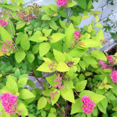 Спирея японская Кэндллайт Спирея японская Кэндллайт - Dolina-Sad.Ru