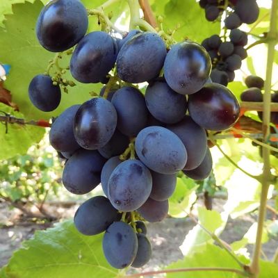 Виноград Гала фото