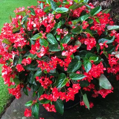 Бегония Драгон Винг Бегония Драгон Винг - Dolina-Sad.Ru