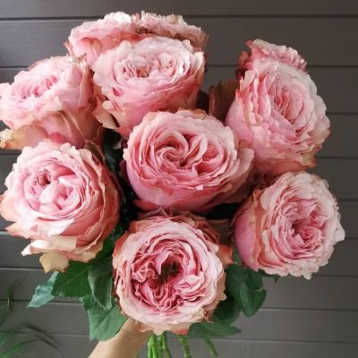 Роза Белиз - Dolina-Sad.Ru