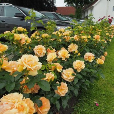 Роза Хансештадт Росток Роза Хансештадт Росток фото