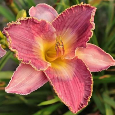 Лилейник Дэвид Кирчхоф Лилейник Дэвид Кирчхоф фото