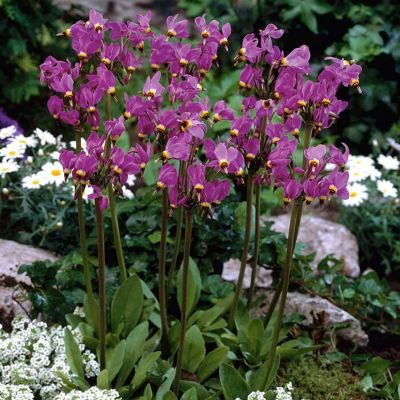 Додекатеон Мида Афродита - Dolina-Sad.Ru