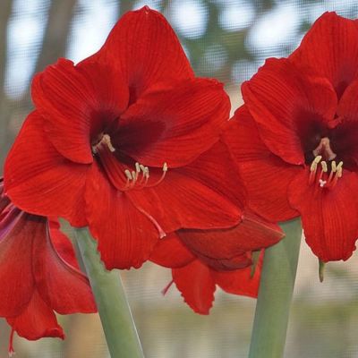 Амариллис Олаф - Dolina-Sad.Ru