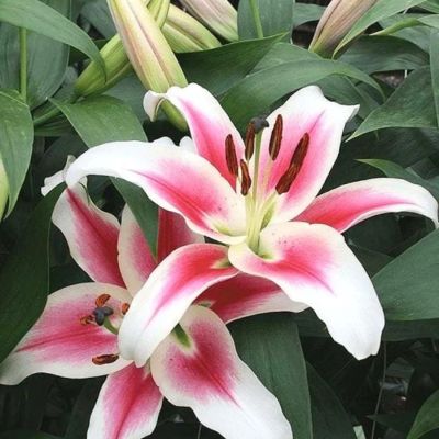 Лилия Кэнди Клаб Лилия Кэнди Клаб - Dolina-Sad.Ru