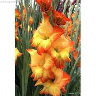 Гладиолус Саншайн Гладиолус Саншайн фото
