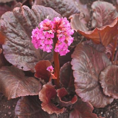 Бадан Эденс Дарк Марджин - Dolina-Sad.Ru