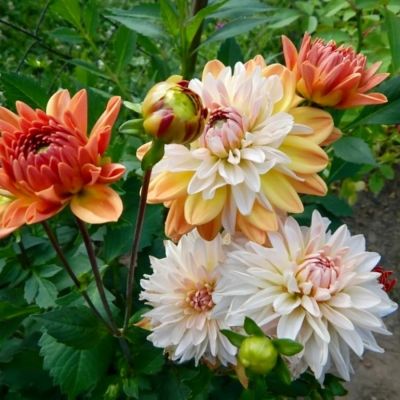 Георгина Коуп де Солеил - Dolina-Sad.Ru