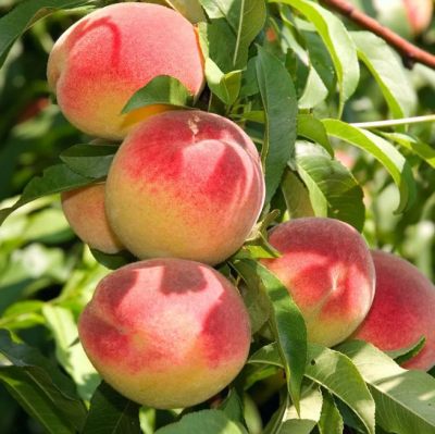 Персик Белгородский Персик Белгородский фото