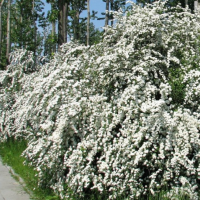 Спирея ниппонская Джун Брайд фото
