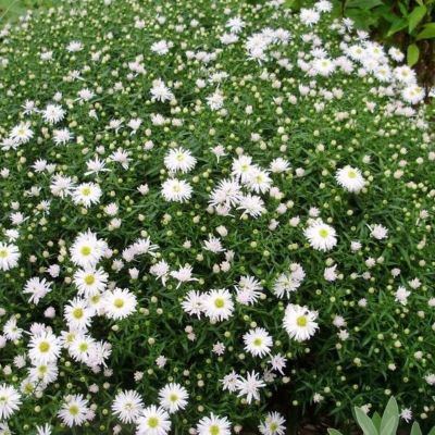 Астра кустарниковая Сноуспрайт - Dolina-Sad.Ru